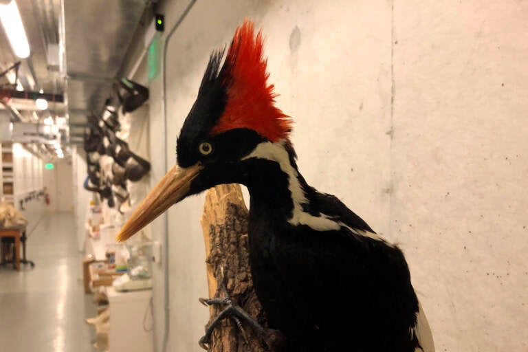 An ivory-billed woodpecker, now extinct, is seen on a display at the California Academy of Sciences in San Francisco, Friday Sept. 24, 2021. Death’s come knocking a last time for the splendid ivory-billed woodpecker and 22 assorted birds, fish and other species: The U.S. government is declaring them extinct, the Associated Press has learned.
It’s a rare move for wildlife officials to give up hope on a plant or animal, but government scientists say they've exhausted efforts to find these 23. (AP Photo/Haven Daley)