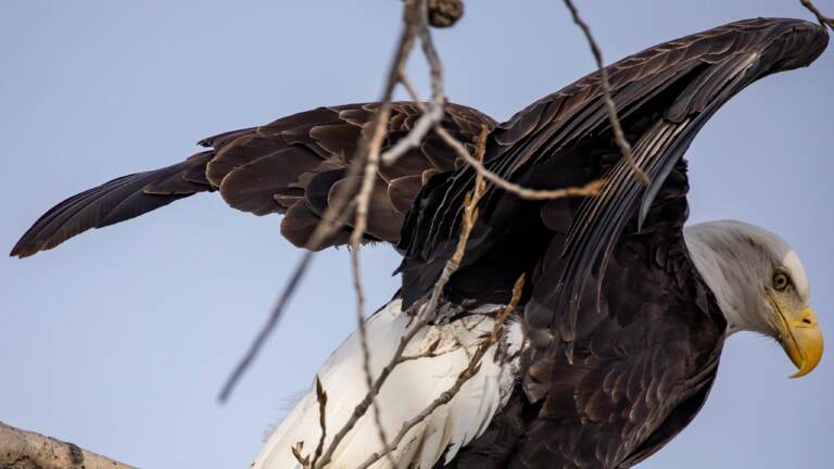 A bald eagle perches on a tree at Sunset Park in Rock Island, Ill., in March. A new study says that many species of birds increasingly moved in to urban areas as human activity waned during the pandemic. (Joel Lerner/Xinhua News Agency/Getty Images)