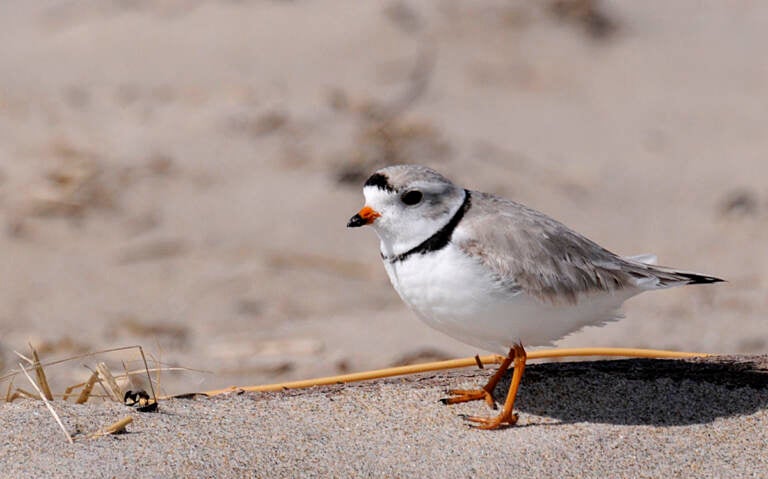 A piping plover at Parker River National Wildlife Refuge, Ma