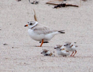 Piping Plover and Chicks