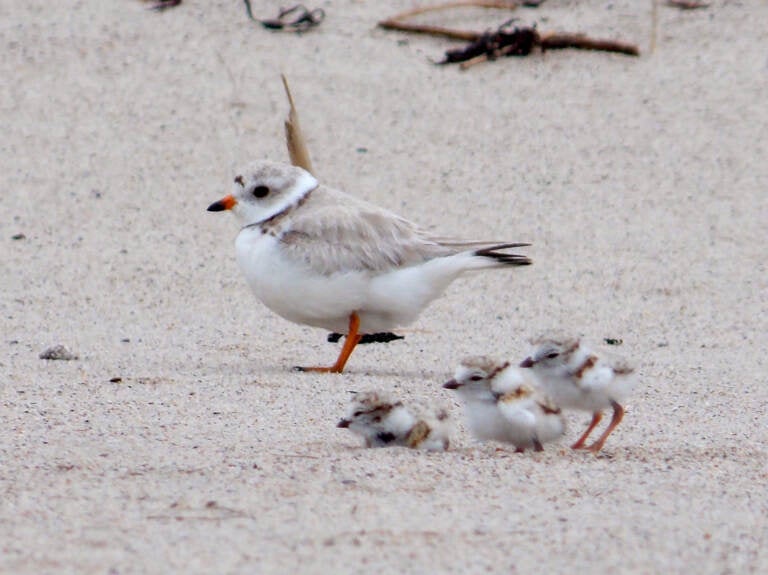 Piping Plover and Chicks