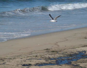 A seagull flies over oil washed up by the coast in Huntington Beach, Calif., on Sunday., Oct. 3, 2021. A major oil spill off the coast of Southern California fouled popular beaches and killed wildlife while crews scrambled Sunday to contain the crude before it spread further into protected wetlands. (AP Photo/Ringo H.W. Chiu)