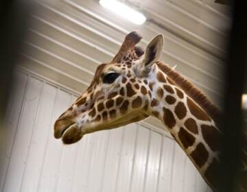 A giraffe is seen at Elmwood Park Zoo