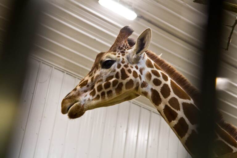 A giraffe is seen at Elmwood Park Zoo