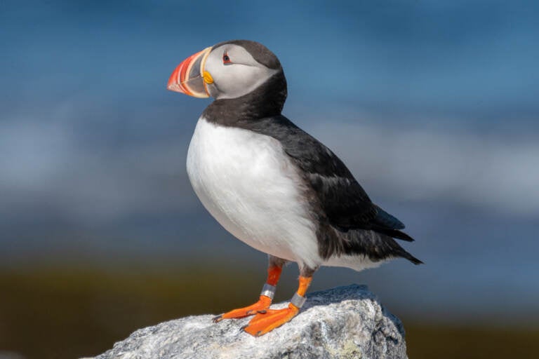 A puffin on Eastern Egg Rock. (Brian Bechard/Maine Public)