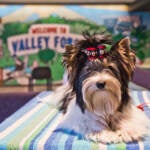 Rain, competing in the toy category, is one of the competitors in the 2021 National Dog Show, is an example of this year’s American Kennel Club’s introductory breed, a Biewer Terrier. (Kimberly Paynter/WHYY)