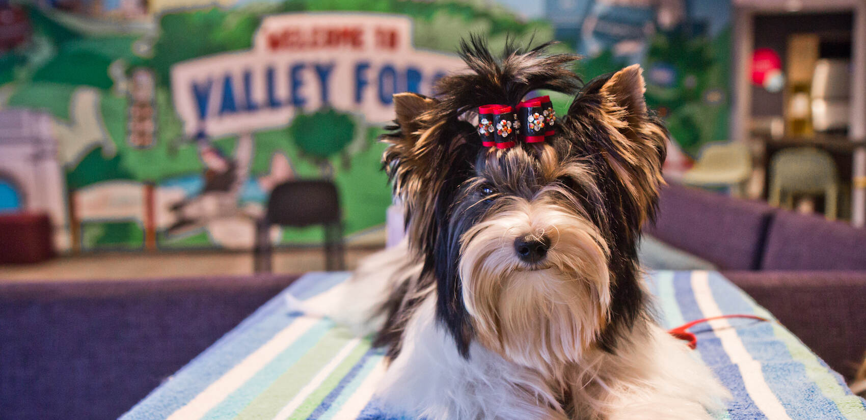 Rain, competing in the toy category, is one of the competitors in the 2021 National Dog Show, is an example of this year’s American Kennel Club’s introductory breed, a Biewer Terrier. (Kimberly Paynter/WHYY)