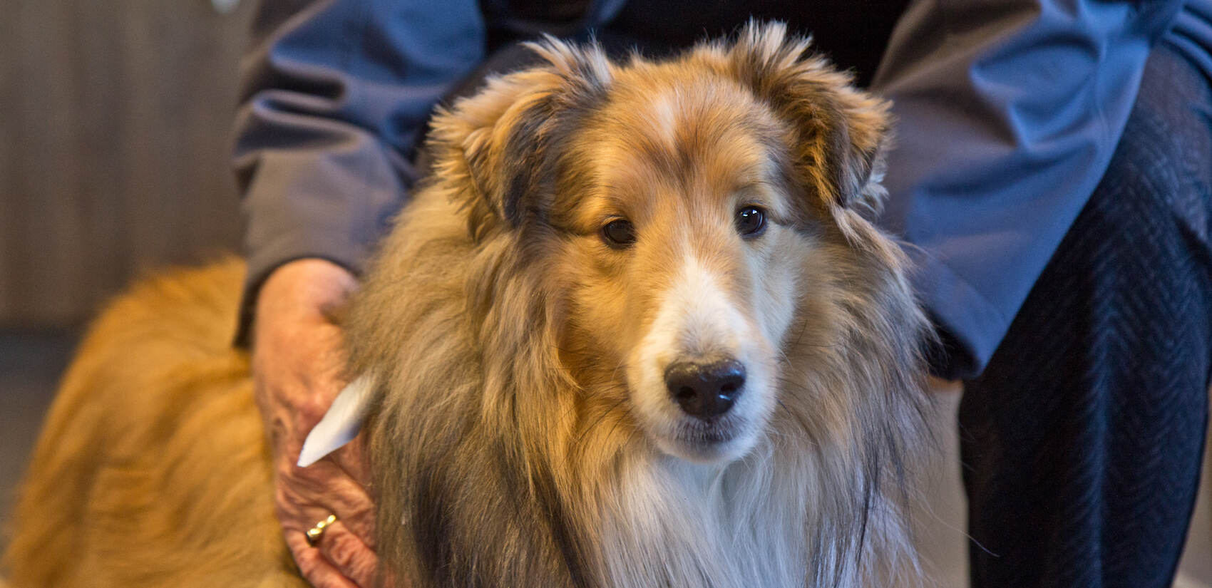 Sweet Sheltie Dyson is a 3 year-old retired AKC Champion, who is now a therapy dog. He worked virtually connecting with dementia patients during the pandemic. (Kimberly Paynter/WHYY)