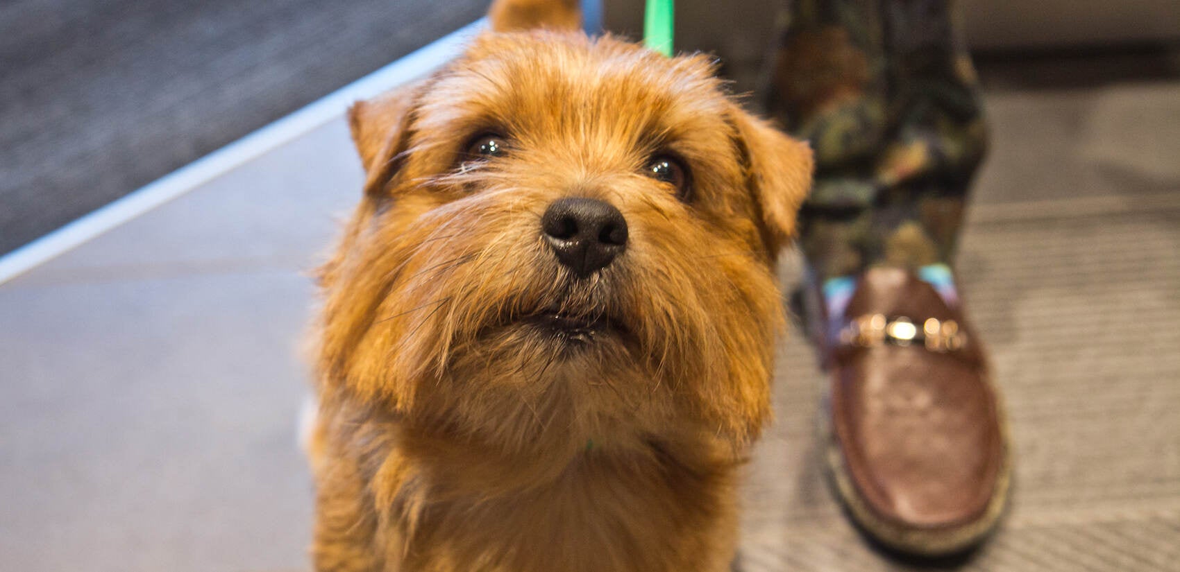 Tyler, a much beloved Norfolk Terrier, will compete in the 2021 National Dog Show with his owner/handlers, Roxanne and Jessy Sutton. (Kimberly Paynter/WHYY)