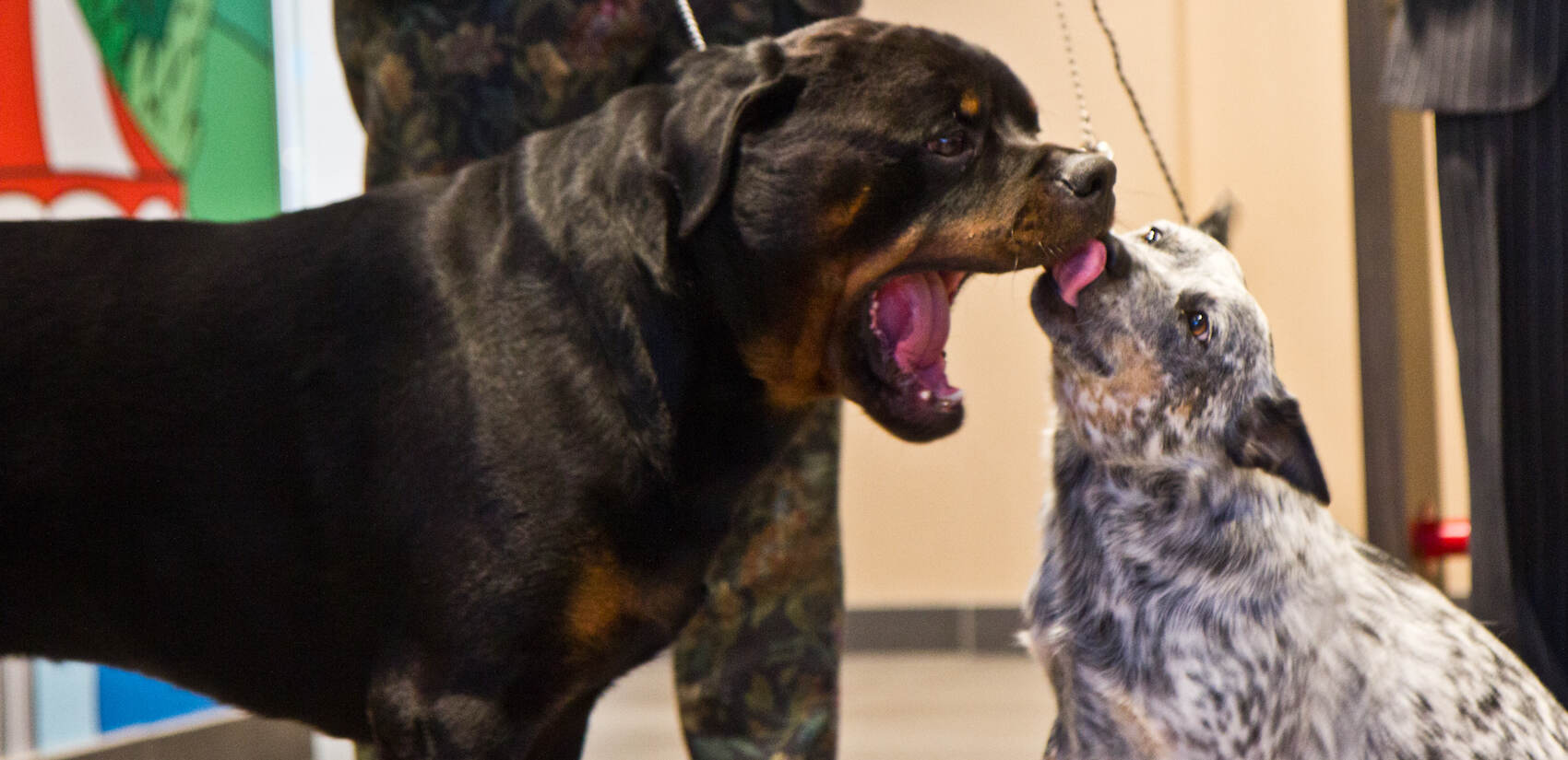 Rottweiler Emmett, a working dog competitor, gets playful with Tootise, an Austrian Cattle dog, who will be competing in the herding category at the 2021 National Dog Show. (Kimberly Paynter/WHYY)