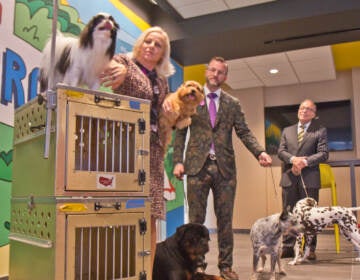 Roxanne and Jessy Sutton are a local family of breeders, owners and handlers, who’ve been competing together in dog shows since they were married 14 years ago. With them competing in the 2021 National Dog Show are (from left) Japanese Chin, JC, Norfolk Terrier Tyler, Rottweiler Emmett, Australian Cattle Dog Tootsie, and Dalmatian Blaze. (Kimberly Paynter/WHYY)