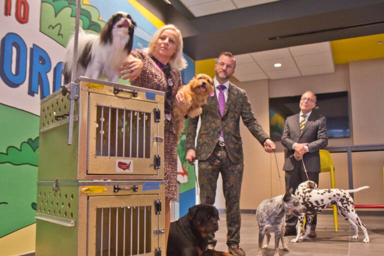 Roxanne and Jessy Sutton are a local family of breeders, owners and handlers, who’ve been competing together in dog shows since they were married 14 years ago. With them competing in the 2021 National Dog Show are (from left) Japanese Chin, JC, Norfolk Terrier Tyler, Rottweiler Emmett, Australian Cattle Dog Tootsie, and Dalmatian Blaze. (Kimberly Paynter/WHYY)