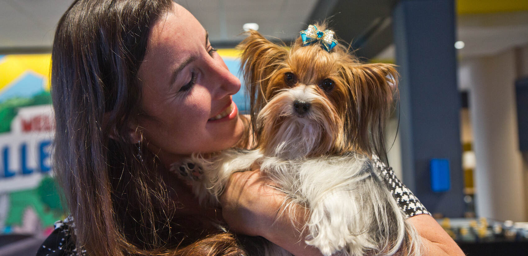 New Yorker Whitney Aronson is a first time competitor in the 2021 National Dog Show with her Biewer Terrier, OnY. (Kimberly Paynter/WHYY)