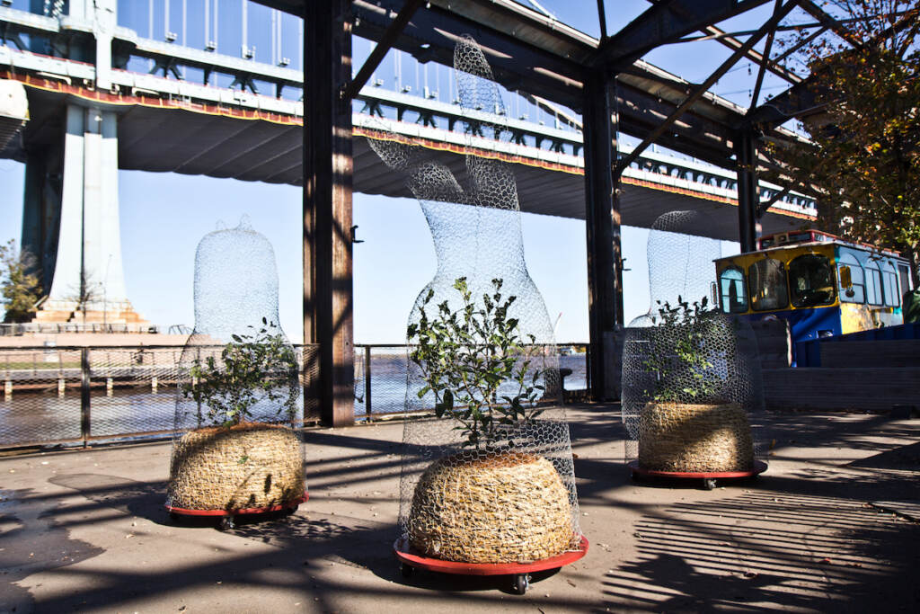 Tea Drop plants by Mei-ling Hom on the Cherry Street Pier were undamaged in the flooding