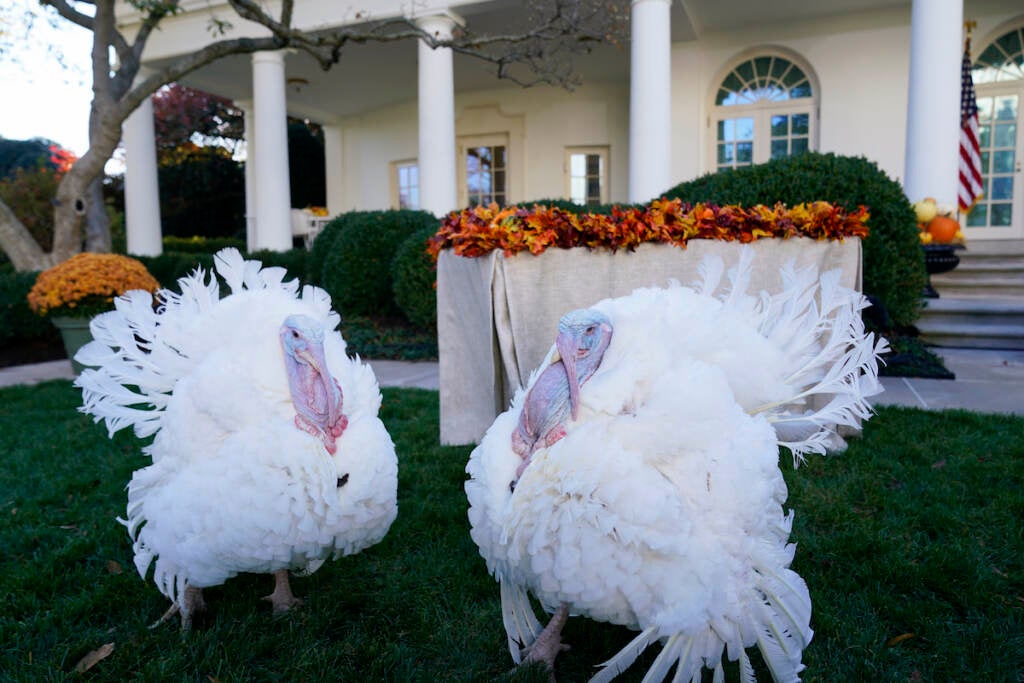 The two national Thanksgiving turkeys are photographed in the Rose Garden of the White House before a pardon ceremony in Washington, Friday, Nov. 19, 2021