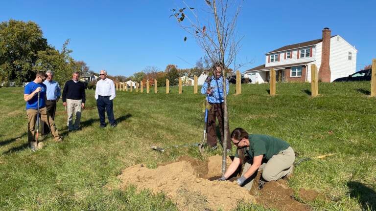 Urban forester Tayrn Davidson demonstrates the proper tree planting technique as Delaware Gov. John Carney and other state leaders look on at at Lt. Joseph L. Szczerba Memorial Park near New Castle