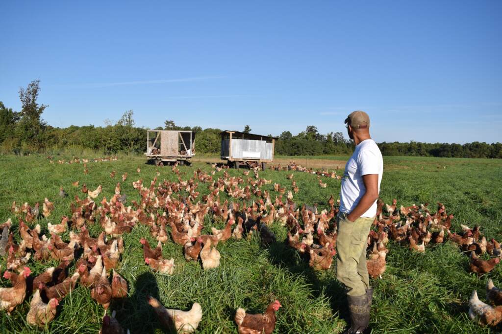 Farmer Chris Newman looks out at a grassy field with more than a hundred hens, and two chicken coops in the background.