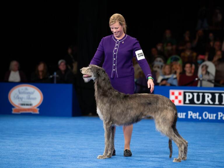 Best in show winner Claire the Scottish deerhound stands with her handler Angela Lloyd at the National Dog Show. Lloyd said Claire was 