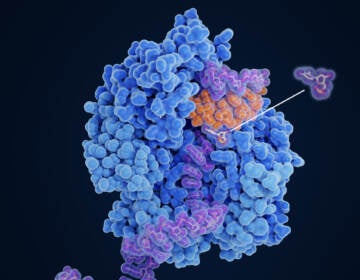 An illustration shows the viral RNA-dependent RNA polymerase (blue) uses the active form of Molnupiravir, β-D-N4-hydroxycytidine (NHC) triphosphate, as a substrate instead of cytidine triphosphate or uridine triphosphate, NHC induces the incorporation of wrong base pairs in the replicated RNA string (orange).