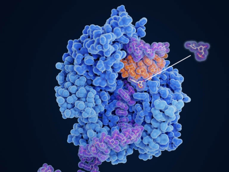 An illustration shows the viral RNA-dependent RNA polymerase (blue) uses the active form of Molnupiravir, β-D-N4-hydroxycytidine (NHC) triphosphate, as a substrate instead of cytidine triphosphate or uridine triphosphate, NHC induces the incorporation of wrong base pairs in the replicated RNA string (orange).