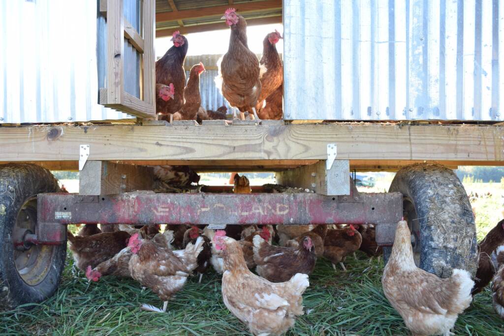 A group of chickens stand on grass in front of a chicken coop on wheels.