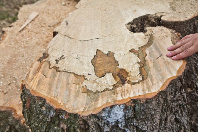 A Close-up of the Belmont Plateau sugar maple tree after it was removed on Dec. 15, 2021. (Kimberly Paynter/WHYY)