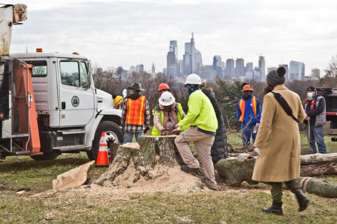 Lori Hayes, director of Urban Forestry with Philadelphia Parks and Rec, examines the stump of the Belmont Plateau sugar maple tree after it was removed on Dec. 15, 2021. (Kimberly Paynter/WHYY)