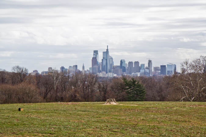 The Belmont Plateau’s iconic sugar maple tree, thought to be 80-100 years-old, was removed by Philadelphia Parks and Recreation on Dec. 15, 2021. (Kimberly Paynter/WHYY)