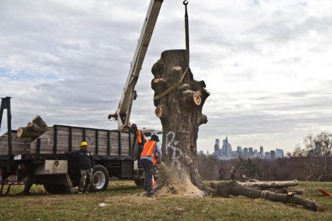 Philadelphia Parks and Rec work to remove the Belmont Plateau’s iconic sugar maple tree on the morning of Dec. 15, 2021. (Kimberly Paynter/WHYY)