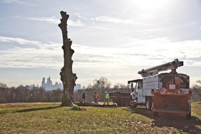 Philadelphia Parks and Rec work to remove the Belmont Plateau’s iconic sugar maple tree on the morning of Dec. 15, 2021. (Kimberly Paynter/WHYY)