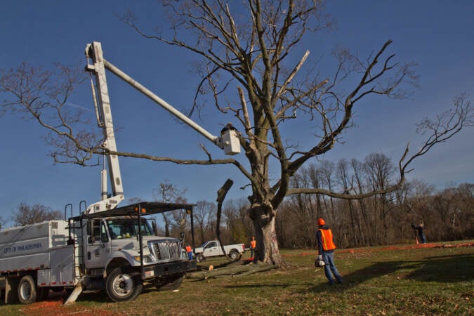 Philadelphia Parks and Rec work to remove the Belmont Plateau’s iconic sugar maple tree on the morning of Dec. 15, 2021. (Kimberly Paynter/WHYY)