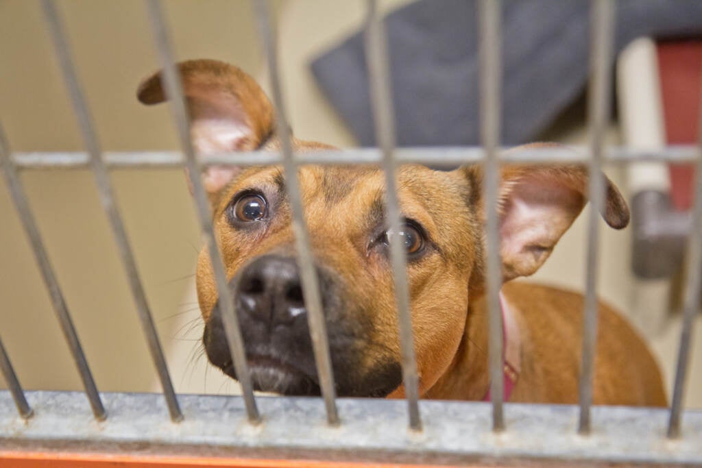 Passion the dog looks up from his kennel