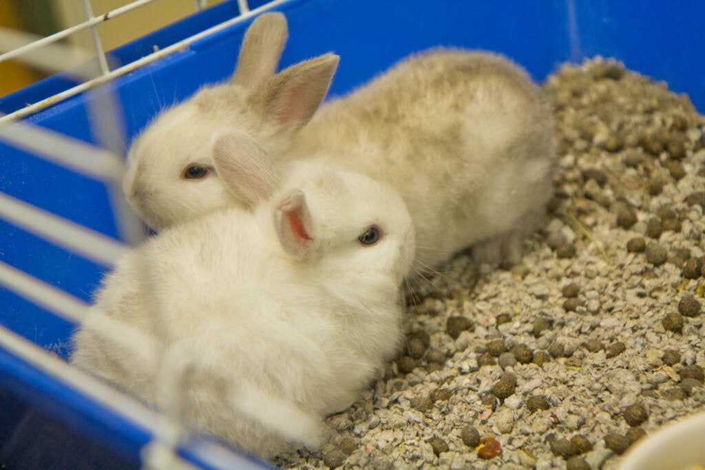 Two baby bunnies