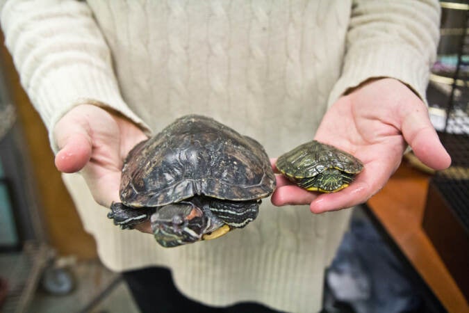 A young red-eared slider (right) and an older one