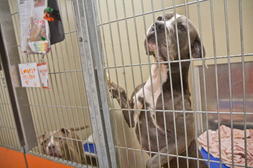 Big E climbs up in his kennel