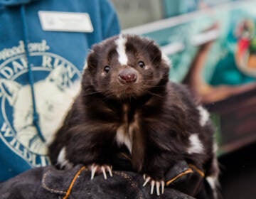 Phoebe the skunk