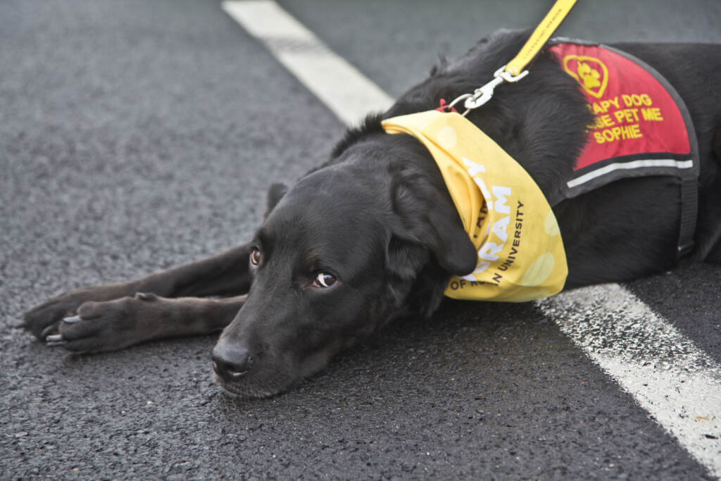 Therapy dog Sophie