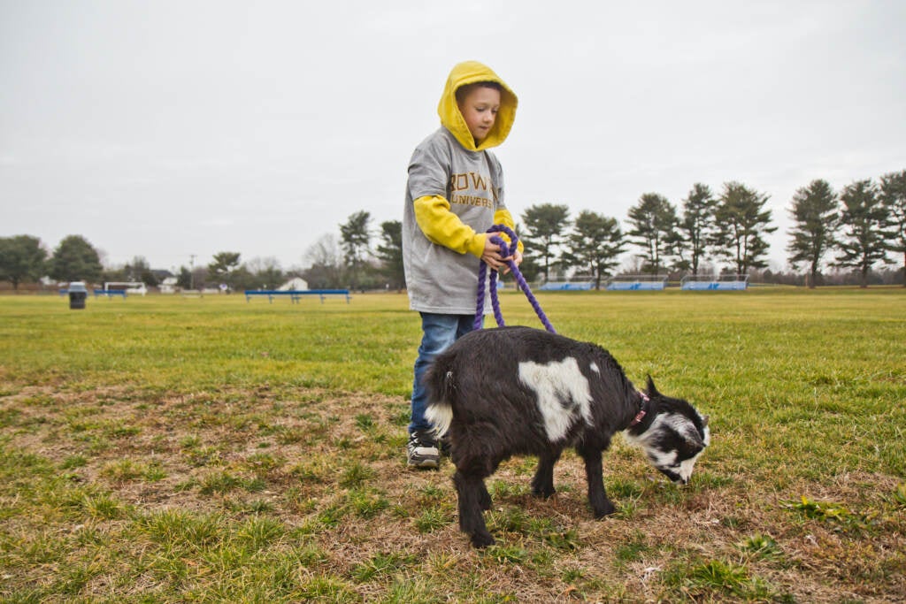 Jacob walks Ellie the goat