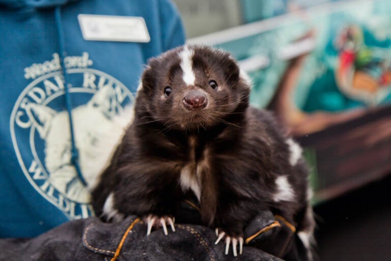 Phoebe the skunk