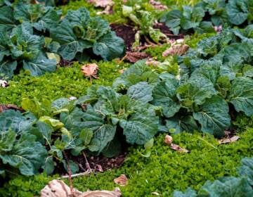 Collard grows at the Life Do Grow urban farm in North Philadelphia. (Photo courtesy of Urban Creators)