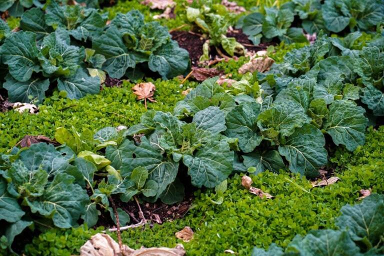 Collard grows at the Life Do Grow urban farm in North Philadelphia. (Photo courtesy of Urban Creators)