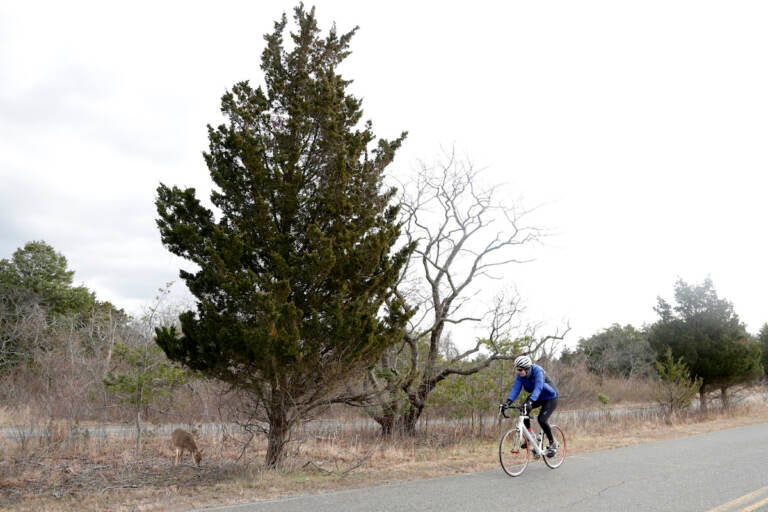 A cyclist looks at a deer frolicking near Atlantic Drive at the Gateway National Recreation Area - Sandy Hook