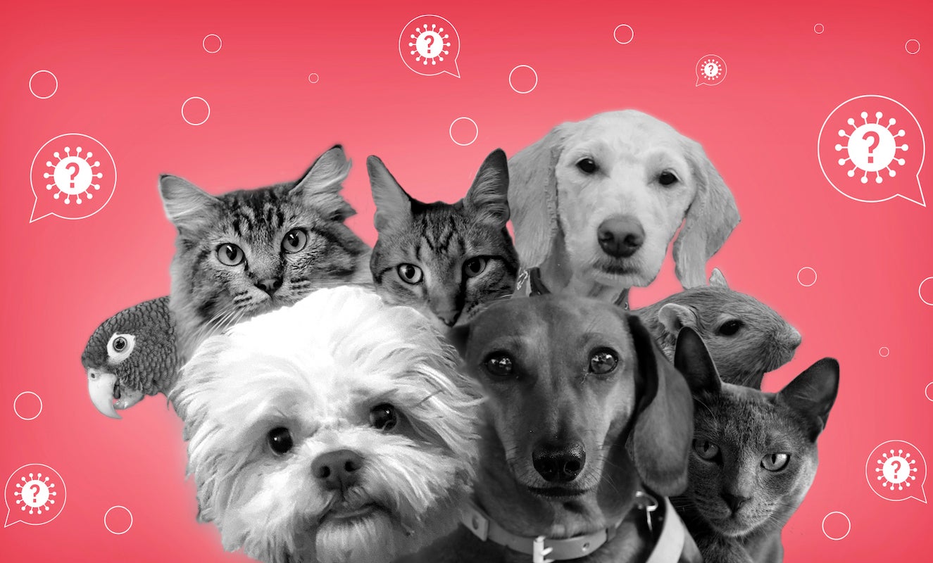 Can your pet get COVID19? WHYY