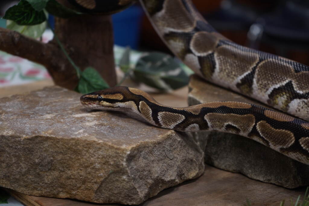 Monty is a ball python, also known as a royal python. He calls the Elmwood Park Zoo home and cautiously allowed the camera to get within a few feet of him