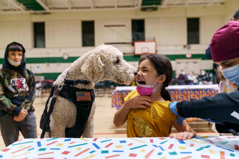 Leanna Arcilais licked by Watson, a therapy dog, as she gets a COVID-19 vaccine