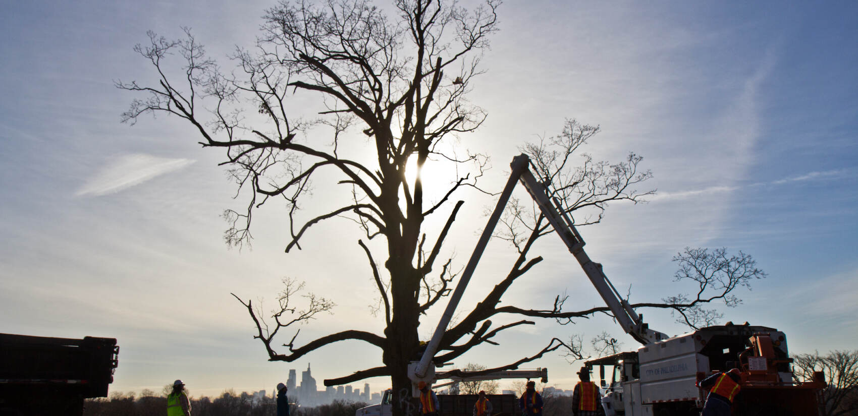 Philadelphia Parks and Rec work to remove the Belmont Plateau’s iconic sugar maple tree on the morning of Dec. 15, 2021