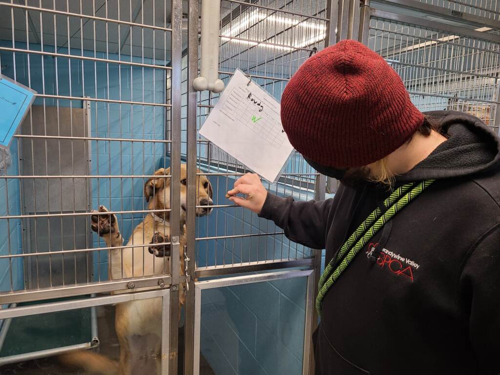 A person holds up a treat for a puppy in a kennel