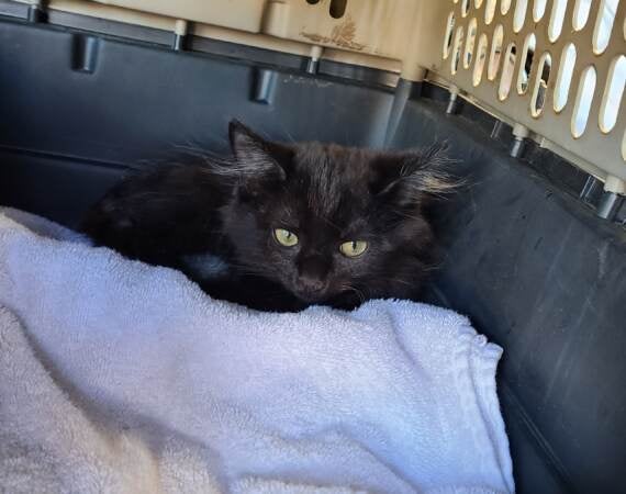 A cat is seen inside a carrier