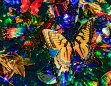 A closeup of the butterfly tree at the Philly Zoo's holiday light show.