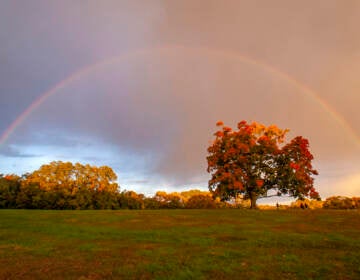 The Plateau maple catching a rainbow in fall 2015 BRADLEY MAULE
